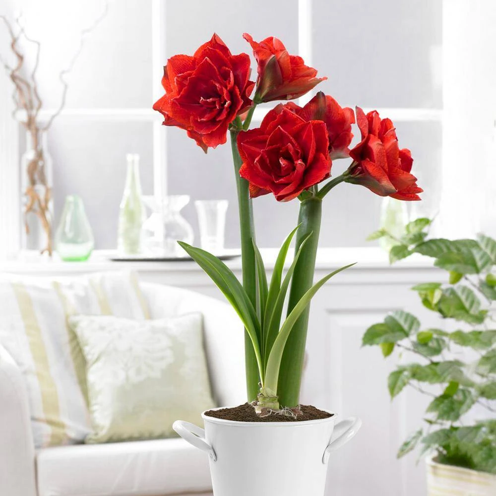 26/28cm Red Double Amaryllis Bulb Kit With White Container 13 26/28cm Red Double Amaryllis Bulb Kit With White Container - Image 11