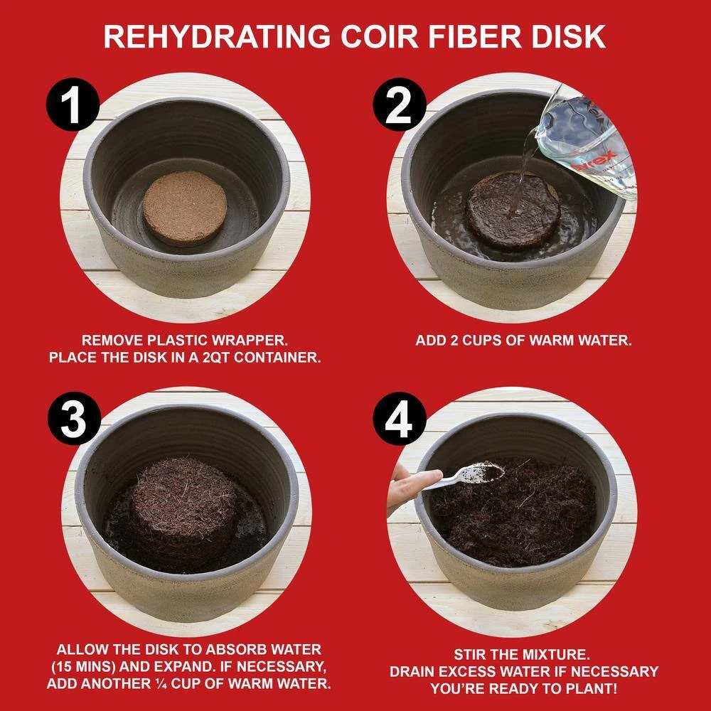 26/28cm Red Double Amaryllis Bulb Kit With White Container 10 26/28cm Red Double Amaryllis Bulb Kit With White Container - Image 8