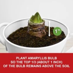 26/28cm Red Double Amaryllis Bulb Kit With White Container 18 26/28cm Red Double Amaryllis Bulb Kit With White Container -J Parkers Garden Store garden state bulb flower bulbs ech 05 01 01 4f 1000