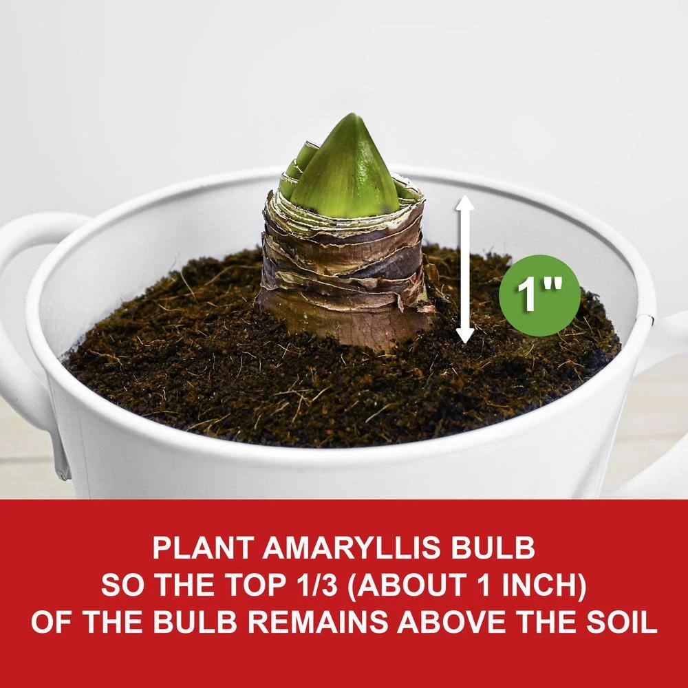 26/28cm Red Double Amaryllis Bulb Kit With White Container 8 26/28cm Red Double Amaryllis Bulb Kit With White Container - Image 6