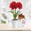 26/28cm Red Double Amaryllis Bulb Kit With White Container -J Parkers Garden Store garden state bulb flower bulbs ech 05 01 01 64 1000