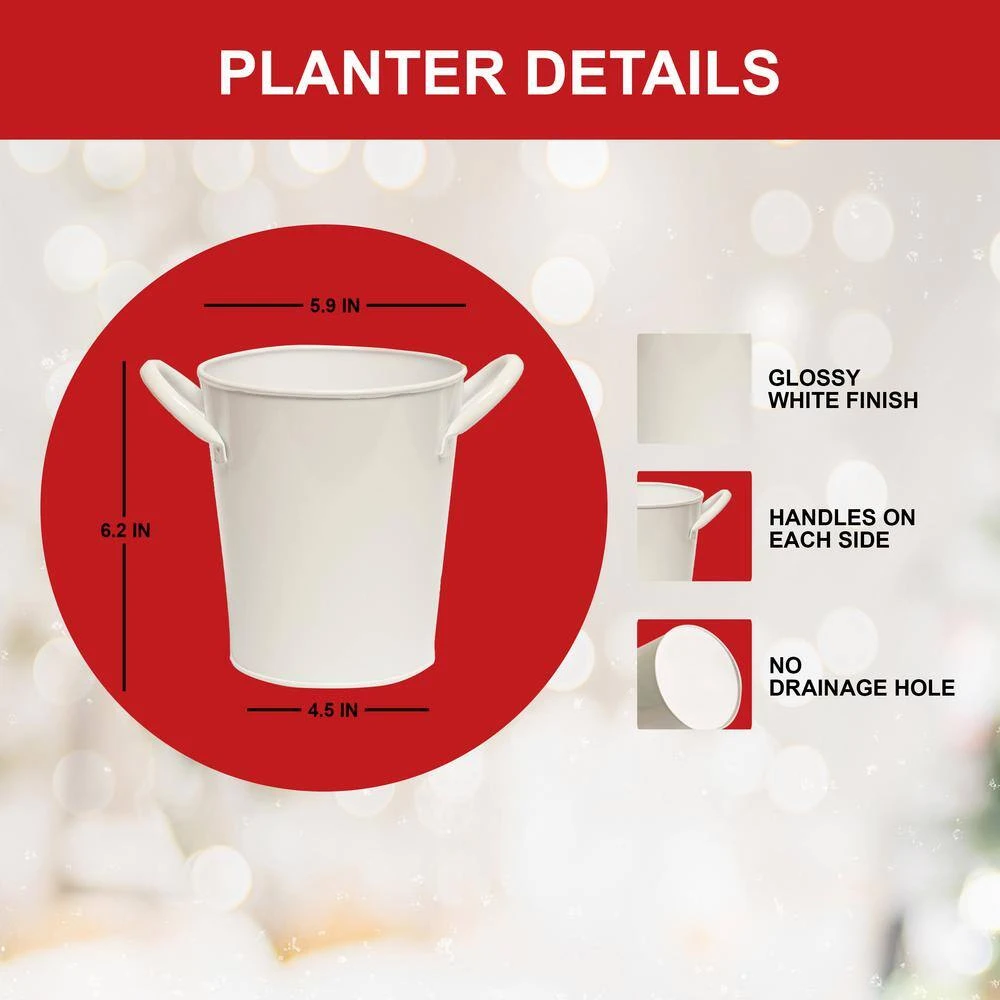 26/28cm Red Double Amaryllis Bulb Kit With White Container 5 26/28cm Red Double Amaryllis Bulb Kit With White Container - Image 3