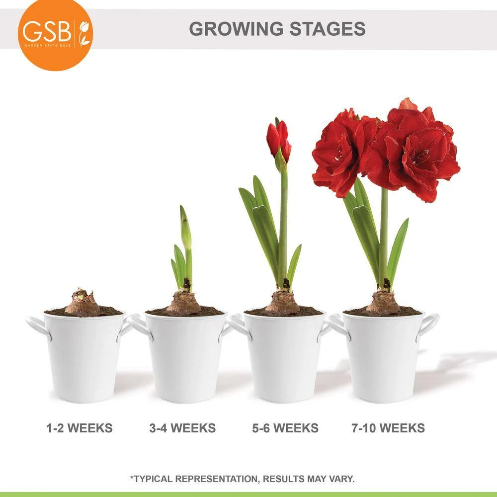 26/28cm Red Double Amaryllis Bulb Kit With White Container 12 26/28cm Red Double Amaryllis Bulb Kit With White Container - Image 10