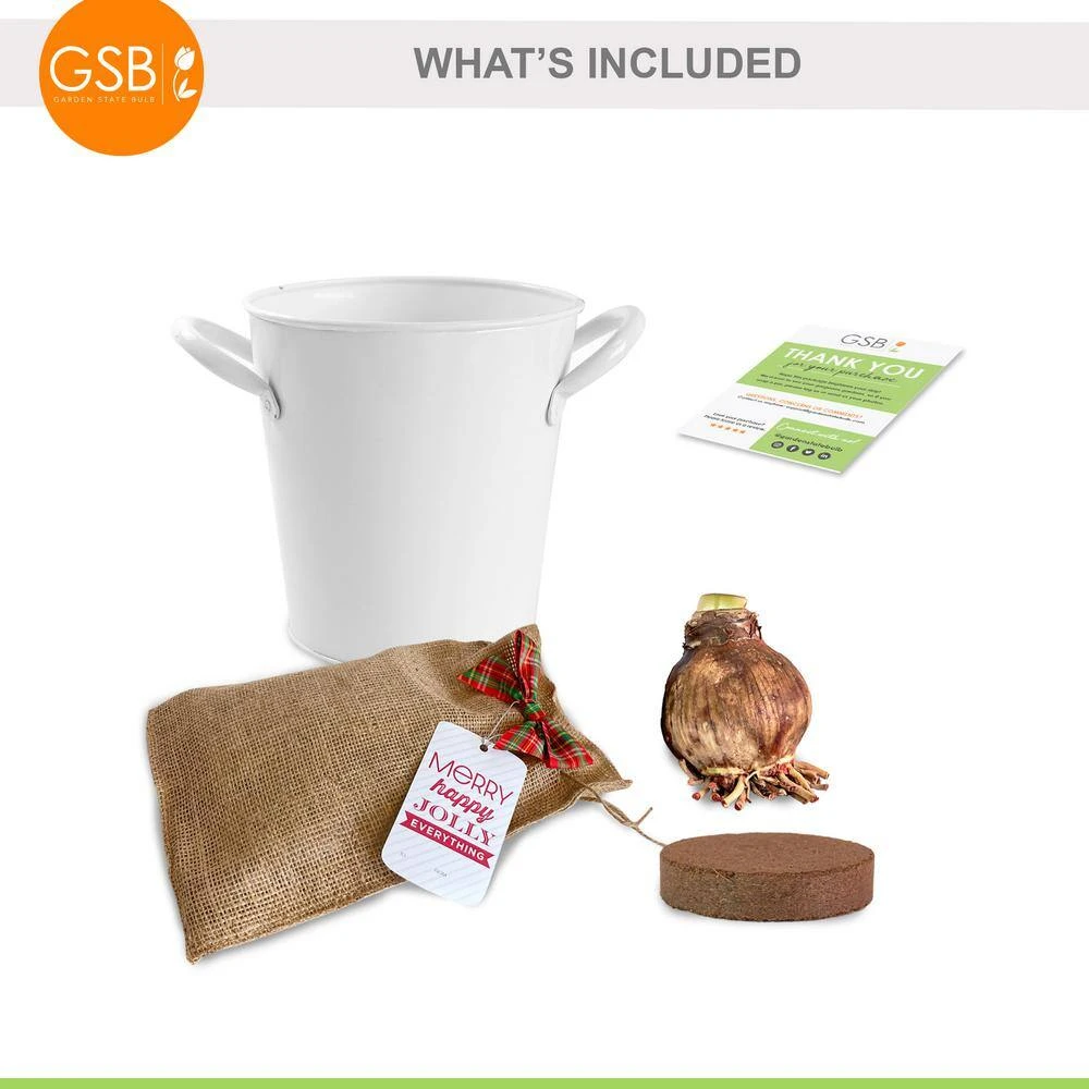 26/28cm Red Double Amaryllis Bulb Kit With White Container 6 26/28cm Red Double Amaryllis Bulb Kit With White Container - Image 4