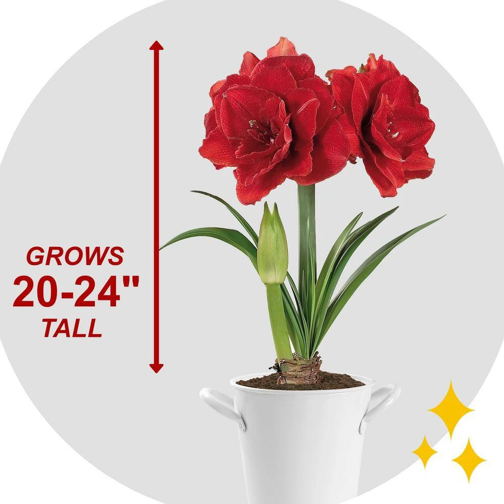 26/28cm Red Double Amaryllis Bulb Kit With White Container 11 26/28cm Red Double Amaryllis Bulb Kit With White Container - Image 9