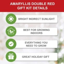 26/28cm Red Double Amaryllis Bulb Gift Kit With Zinc Container -J Parkers Garden Store garden state bulb flower bulbs ech 07 01 01 1f 1000