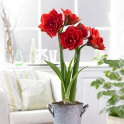 26/28cm Red Double Amaryllis Bulb Gift Kit With Zinc Container -J Parkers Garden Store garden state bulb flower bulbs ech 07 01 01 31 1000