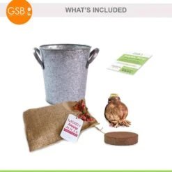 26/28cm Red Double Amaryllis Bulb Gift Kit With Zinc Container -J Parkers Garden Store garden state bulb flower bulbs ech 07 01 01 77 1000