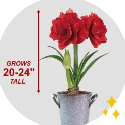 26/28cm Red Double Amaryllis Bulb Gift Kit With Zinc Container -J Parkers Garden Store garden state bulb flower bulbs ech 07 01 01 fa 1000