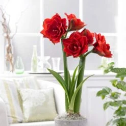 26/28 Cm Red Double Amaryllis Flower Bulb (Bag Of 1) -J Parkers Garden Store garden state bulb flower bulbs ech 11 01 01 31 1000