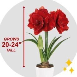 26/28 Cm Red Double Amaryllis Flower Bulb (Bag Of 1) -J Parkers Garden Store garden state bulb flower bulbs ech 11 01 01 44 1000