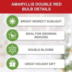 26/28 Cm Red Double Amaryllis Flower Bulb (Bag Of 2) 13 26/28 Cm Red Double Amaryllis Flower Bulb (Bag Of 2) -J Parkers Garden Store garden state bulb flower bulbs ech 11 02 02 1f 1000