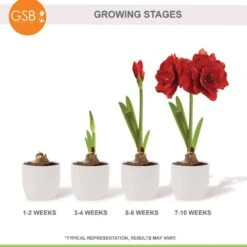 26/28 Cm Red Double Amaryllis Flower Bulb (Bag Of 2) 16 26/28 Cm Red Double Amaryllis Flower Bulb (Bag Of 2) -J Parkers Garden Store garden state bulb flower bulbs ech 11 02 02 76 1000