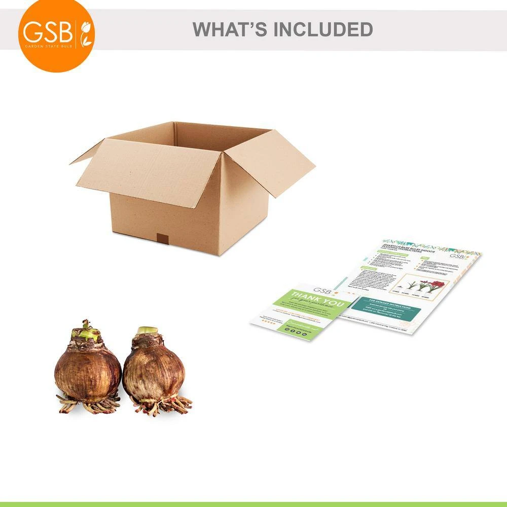 26/28 Cm Red Double Amaryllis Flower Bulb (Bag Of 2) 4 26/28 Cm Red Double Amaryllis Flower Bulb (Bag Of 2) - Image 2