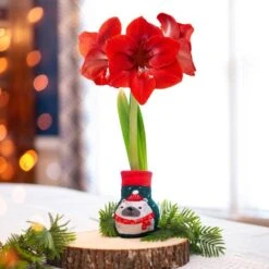 28/30 Cm Red Lion Sweater Amaryllis Flower Bulb, Polar Bear -J Parkers Garden Store garden state bulb flower bulbs ech 13 01 01 31 1000
