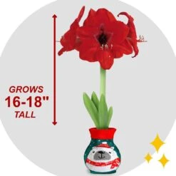 28/30 Cm Red Lion Sweater Amaryllis Flower Bulb, Polar Bear -J Parkers Garden Store garden state bulb flower bulbs ech 13 01 01 4f 1000