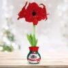 28/30 Cm Red Lion Sweater Amaryllis Flower Bulb, Polar Bear -J Parkers Garden Store garden state bulb flower bulbs ech 13 01 01 64 1000