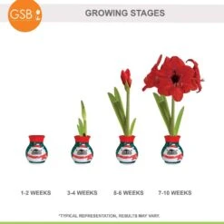 28/30 Cm Red Lion Sweater Amaryllis Flower Bulb, Polar Bear -J Parkers Garden Store garden state bulb flower bulbs ech 13 01 01 fa 1000