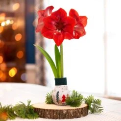 28/30 Cm Red Lion Sweater Amaryllis Flower Bulb, Trees -J Parkers Garden Store garden state bulb flower bulbs ech 14 01 01 31 1000
