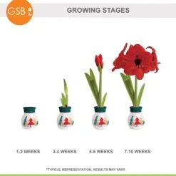 28/30 Cm Red Lion Sweater Amaryllis Flower Bulb, Trees -J Parkers Garden Store garden state bulb flower bulbs ech 14 01 01 44 1000