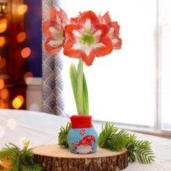 28/30 Cm Minerva Sweater Amaryllis Flower Bulb, Gnome -J Parkers Garden Store garden state bulb flower bulbs ech 15 01 01 31 1000