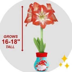 28/30 Cm Minerva Sweater Amaryllis Flower Bulb, Gnome -J Parkers Garden Store garden state bulb flower bulbs ech 15 01 01 4f 1000