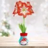 28/30 Cm Minerva Sweater Amaryllis Flower Bulb, Gnome -J Parkers Garden Store garden state bulb flower bulbs ech 15 01 01 64 1000