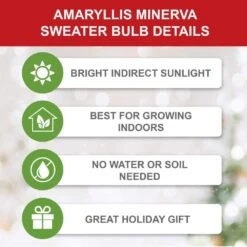 28/30 Cm Minerva Sweater Amaryllis Flower Bulb, Reindeer 15 28/30 Cm Minerva Sweater Amaryllis Flower Bulb, Reindeer -J Parkers Garden Store garden state bulb flower bulbs ech 16 01 01 1f 1000