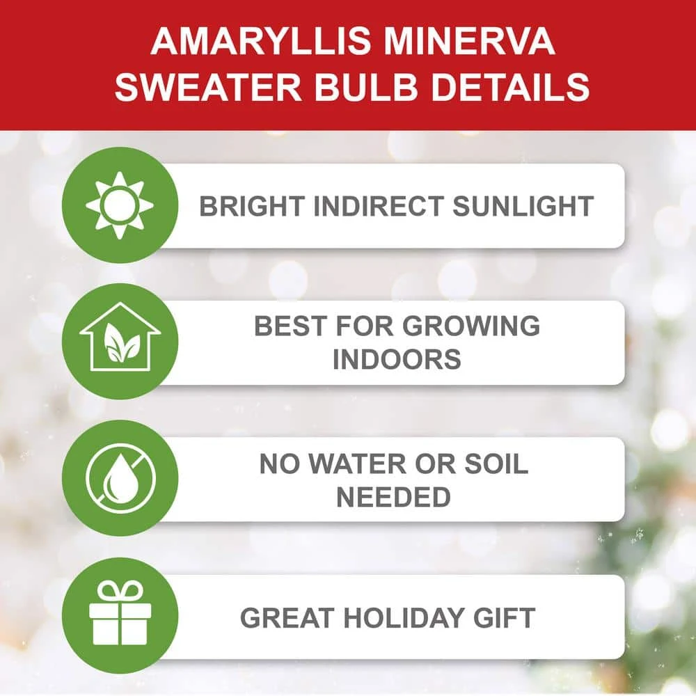 28/30 Cm Minerva Sweater Amaryllis Flower Bulb, Reindeer 7 28/30 Cm Minerva Sweater Amaryllis Flower Bulb, Reindeer - Image 5