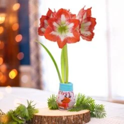 28/30 Cm Minerva Sweater Amaryllis Flower Bulb, Reindeer 19 28/30 Cm Minerva Sweater Amaryllis Flower Bulb, Reindeer -J Parkers Garden Store garden state bulb flower bulbs ech 16 01 01 31 1000