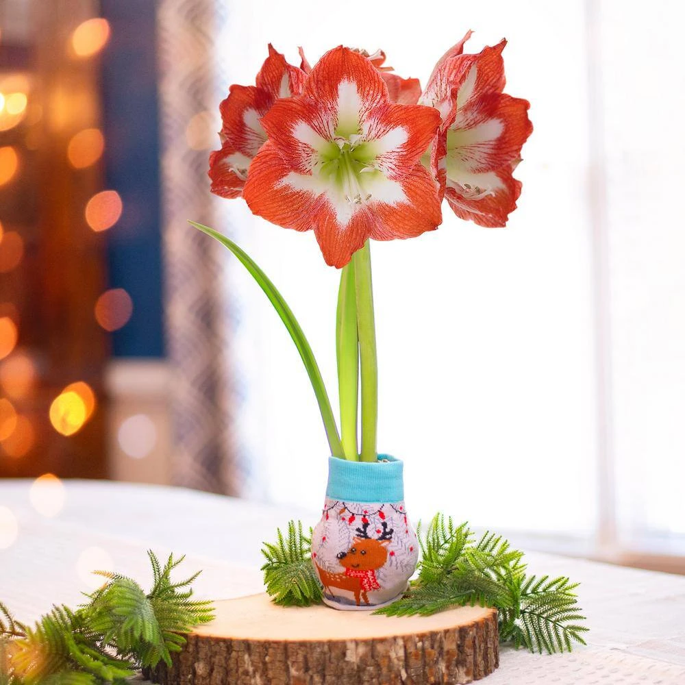 28/30 Cm Minerva Sweater Amaryllis Flower Bulb, Reindeer 11 28/30 Cm Minerva Sweater Amaryllis Flower Bulb, Reindeer - Image 9