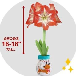 28/30 Cm Minerva Sweater Amaryllis Flower Bulb, Reindeer 16 28/30 Cm Minerva Sweater Amaryllis Flower Bulb, Reindeer -J Parkers Garden Store garden state bulb flower bulbs ech 16 01 01 44 1000