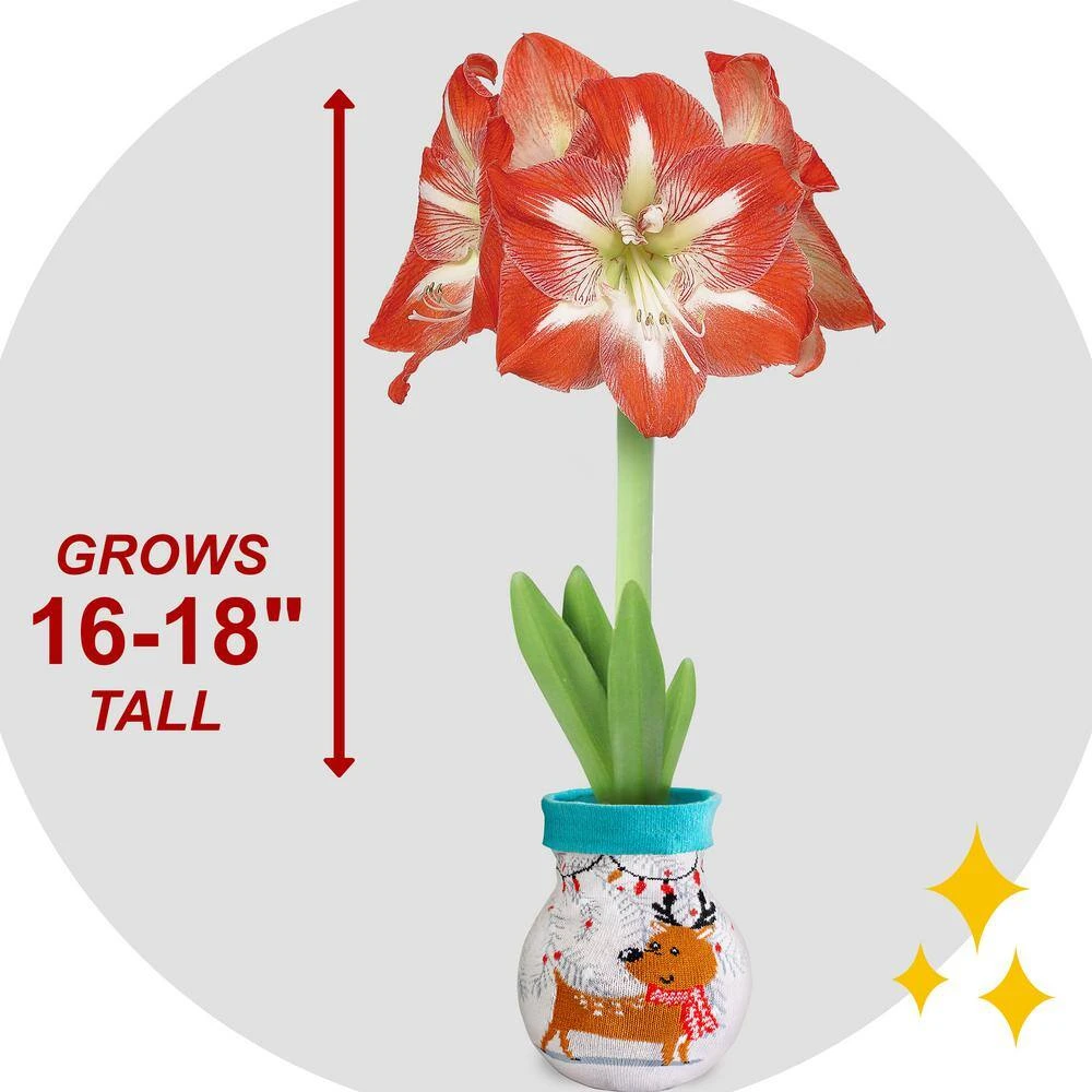 28/30 Cm Minerva Sweater Amaryllis Flower Bulb, Reindeer 8 28/30 Cm Minerva Sweater Amaryllis Flower Bulb, Reindeer - Image 6