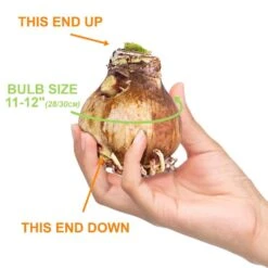 28/30 Cm Minerva Sweater Amaryllis Flower Bulb, Reindeer 14 28/30 Cm Minerva Sweater Amaryllis Flower Bulb, Reindeer -J Parkers Garden Store garden state bulb flower bulbs ech 16 01 01 4f 1000