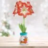 28/30 Cm Minerva Sweater Amaryllis Flower Bulb, Reindeer -J Parkers Garden Store garden state bulb flower bulbs ech 16 01 01 64 1000
