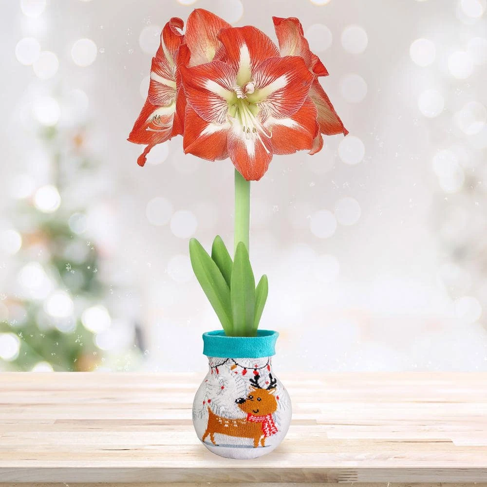 28/30 Cm Minerva Sweater Amaryllis Flower Bulb, Reindeer 3 28/30 Cm Minerva Sweater Amaryllis Flower Bulb, Reindeer