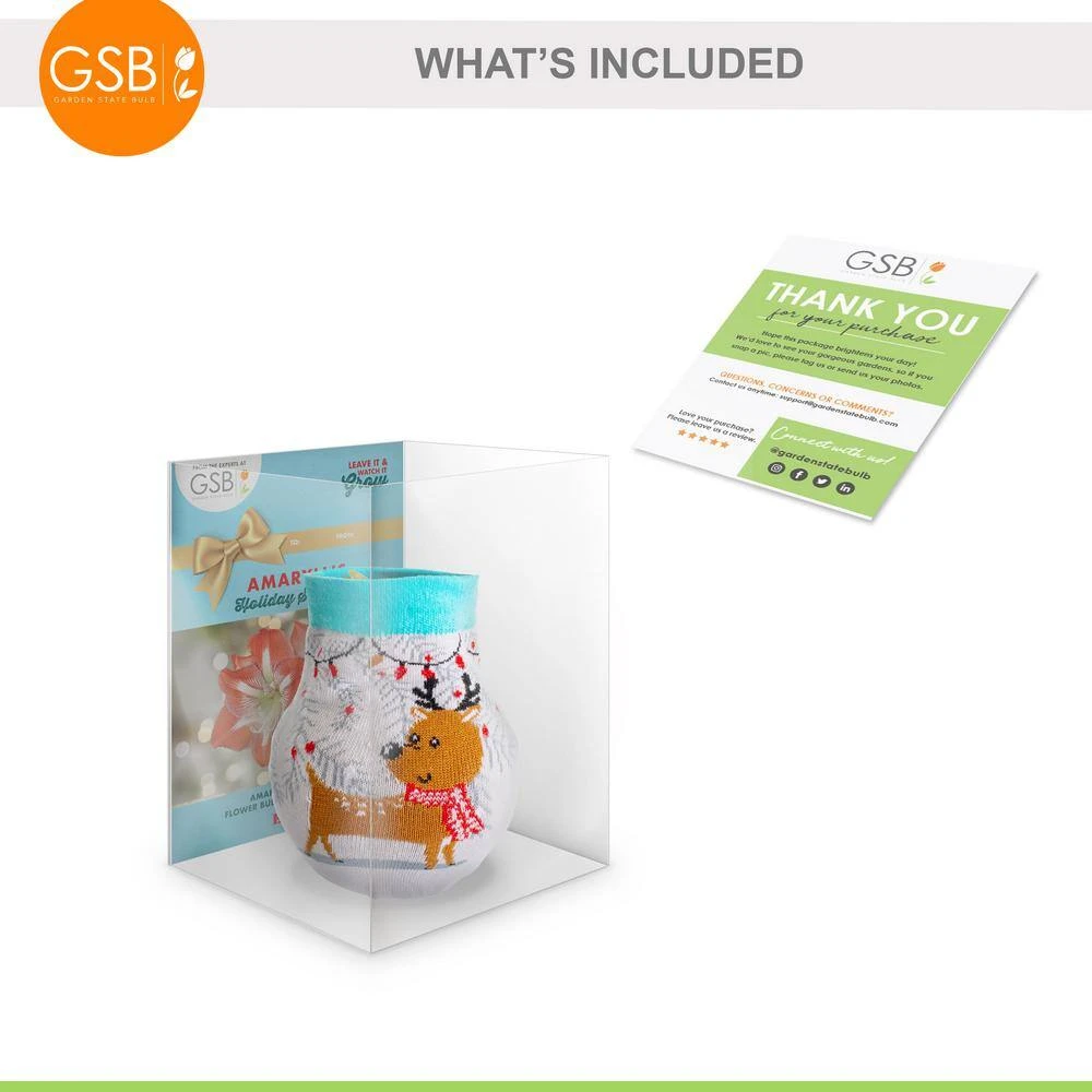 28/30 Cm Minerva Sweater Amaryllis Flower Bulb, Reindeer 5 28/30 Cm Minerva Sweater Amaryllis Flower Bulb, Reindeer - Image 3