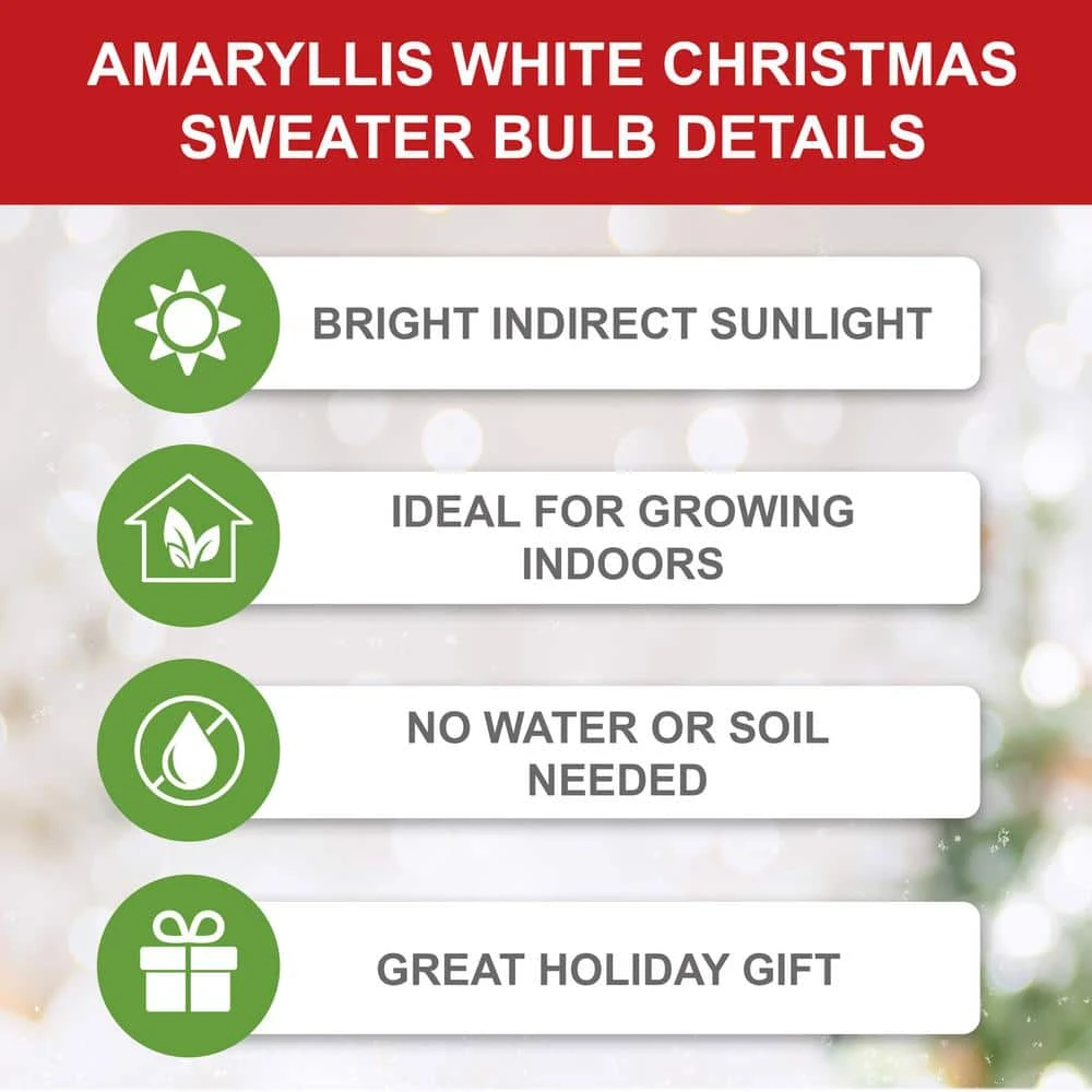 28/30 Cm White Christmas Sweater Amaryllis Flower Bulb, Snowman 7 28/30 Cm White Christmas Sweater Amaryllis Flower Bulb, Snowman - Image 5