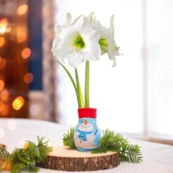 28/30 Cm White Christmas Sweater Amaryllis Flower Bulb, Snowman 19 28/30 Cm White Christmas Sweater Amaryllis Flower Bulb, Snowman -J Parkers Garden Store garden state bulb flower bulbs ech 17 01 01 31 1000