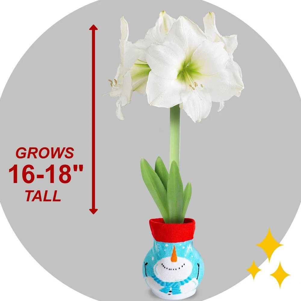 28/30 Cm White Christmas Sweater Amaryllis Flower Bulb, Snowman 8 28/30 Cm White Christmas Sweater Amaryllis Flower Bulb, Snowman - Image 6