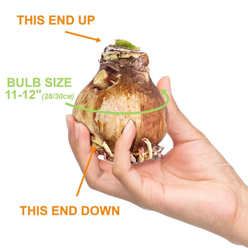 28/30 Cm White Christmas Sweater Amaryllis Flower Bulb, Snowman 6 28/30 Cm White Christmas Sweater Amaryllis Flower Bulb, Snowman - Image 4