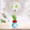28/30 Cm White Christmas Sweater Amaryllis Flower Bulb, Snowman -J Parkers Garden Store garden state bulb flower bulbs ech 17 01 01 64 1000