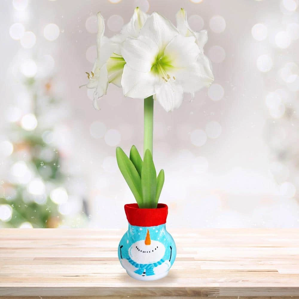 28/30 Cm White Christmas Sweater Amaryllis Flower Bulb, Snowman 3 28/30 Cm White Christmas Sweater Amaryllis Flower Bulb, Snowman