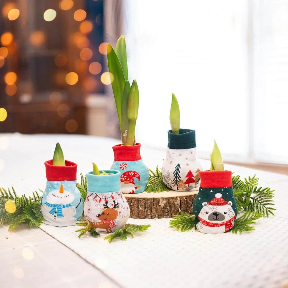 28/30 Cm White Christmas Sweater Amaryllis Flower Bulb, Snowman 4 28/30 Cm White Christmas Sweater Amaryllis Flower Bulb, Snowman - Image 2