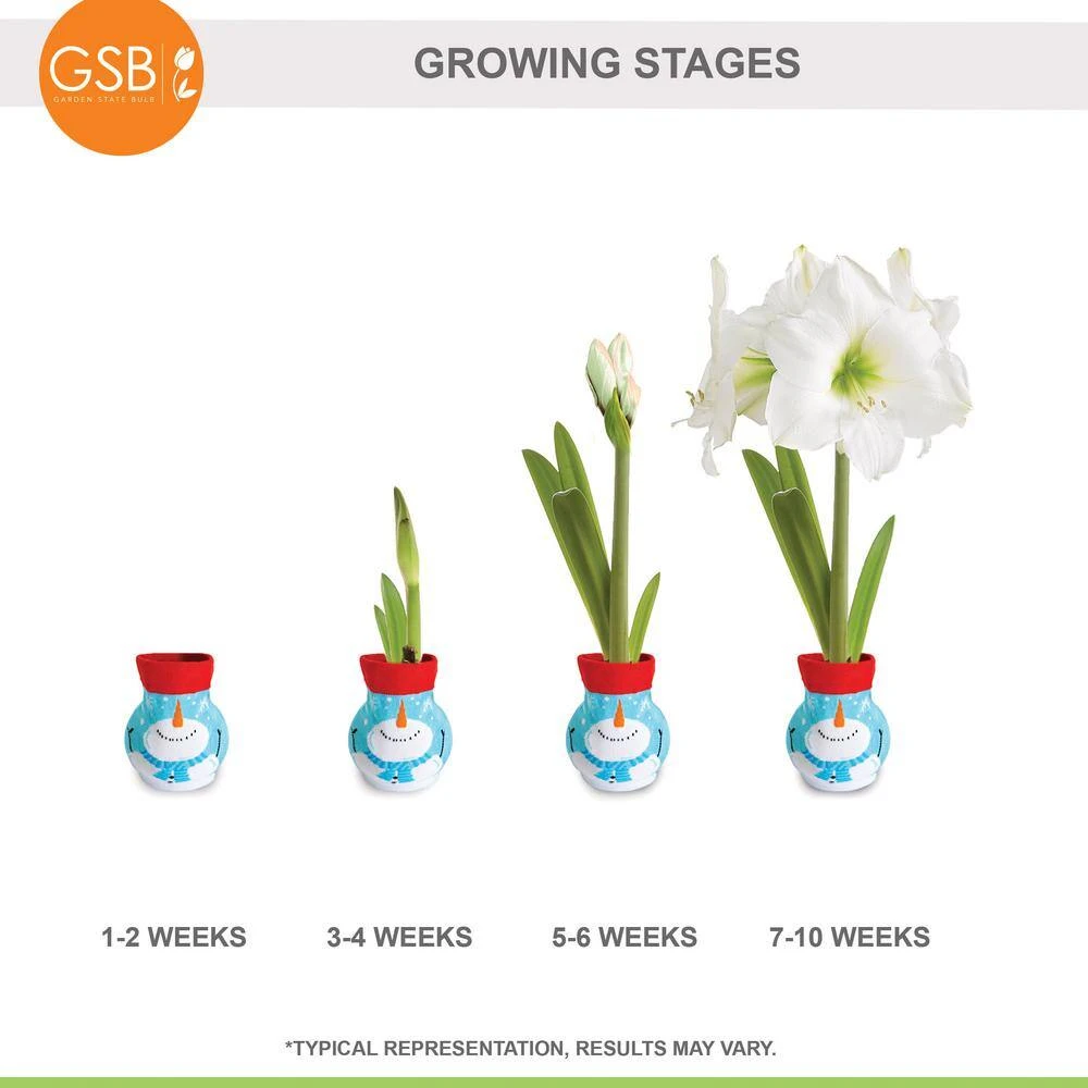 28/30 Cm White Christmas Sweater Amaryllis Flower Bulb, Snowman 10 28/30 Cm White Christmas Sweater Amaryllis Flower Bulb, Snowman - Image 8