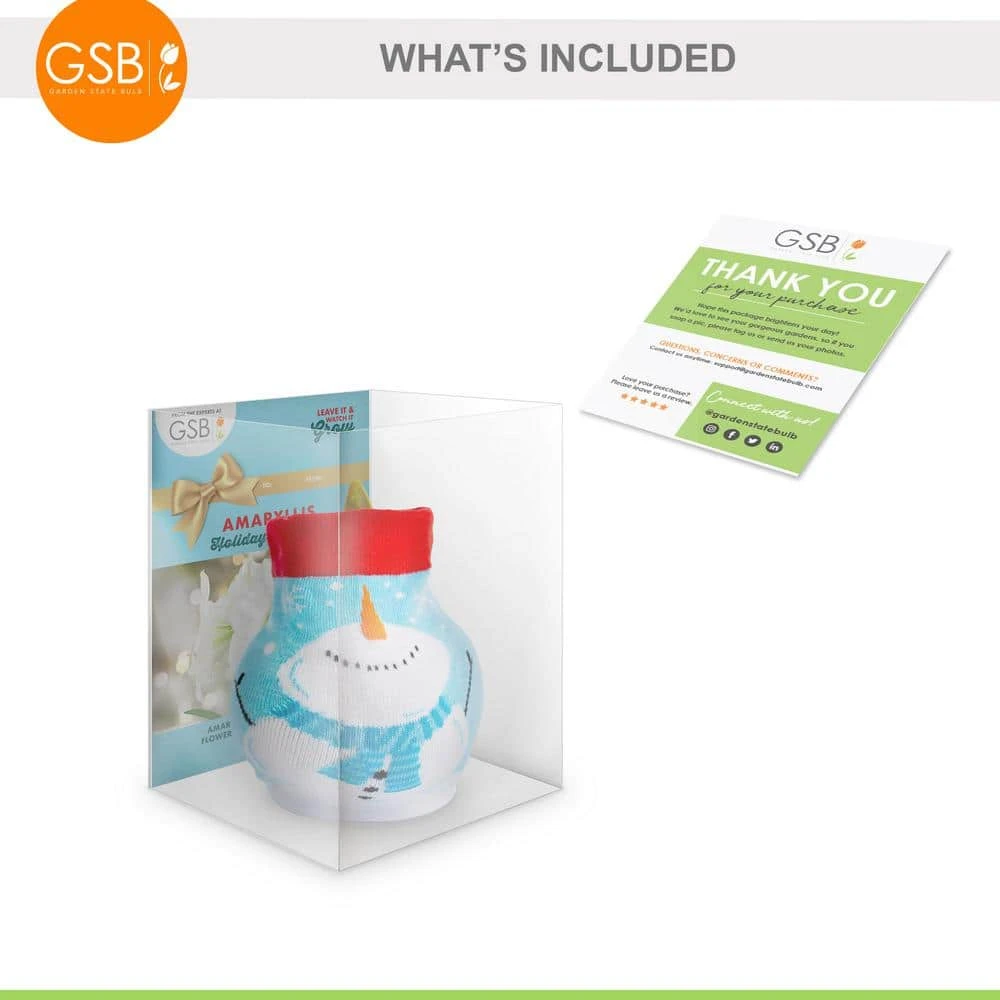 28/30 Cm White Christmas Sweater Amaryllis Flower Bulb, Snowman 5 28/30 Cm White Christmas Sweater Amaryllis Flower Bulb, Snowman - Image 3