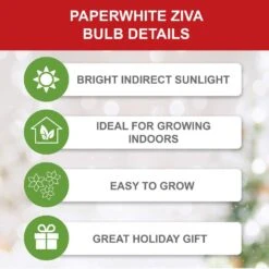 14/15cm Ziva Paperwhite Narcissus Flower Bulbs (Bag Of 15) -J Parkers Garden Store garden state bulb flower bulbs ech 20 15 01 1f 1000