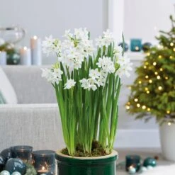14/15cm Ziva Paperwhite Narcissus Flower Bulbs (Bag Of 15)