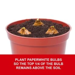 14/15cm Ziva Paperwhite Narcissus Flower Bulbs (Bag Of 15) -J Parkers Garden Store garden state bulb flower bulbs ech 20 15 01 fa 1000