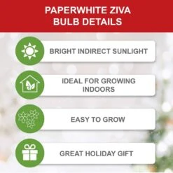 14/15 Cm Ziva Paperwhite Narcissus Flower Bulbs (Bag Of 30) -J Parkers Garden Store garden state bulb flower bulbs ech 20 30 02 1f 1000